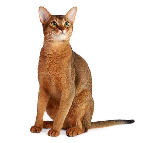 Cat Breeds Cat Breed Library Purina